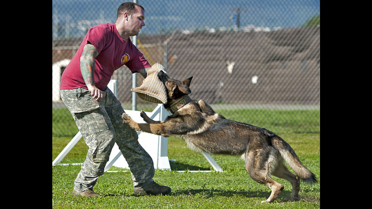 How to defend yourself against a dog attack! (self-defence)