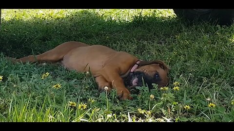 Gorgeous Wrinkly Ridgie Puppy Doing Lazy Play In The Shade