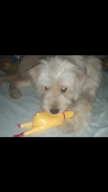 Cute Puppy Plays Her Chicken Toy