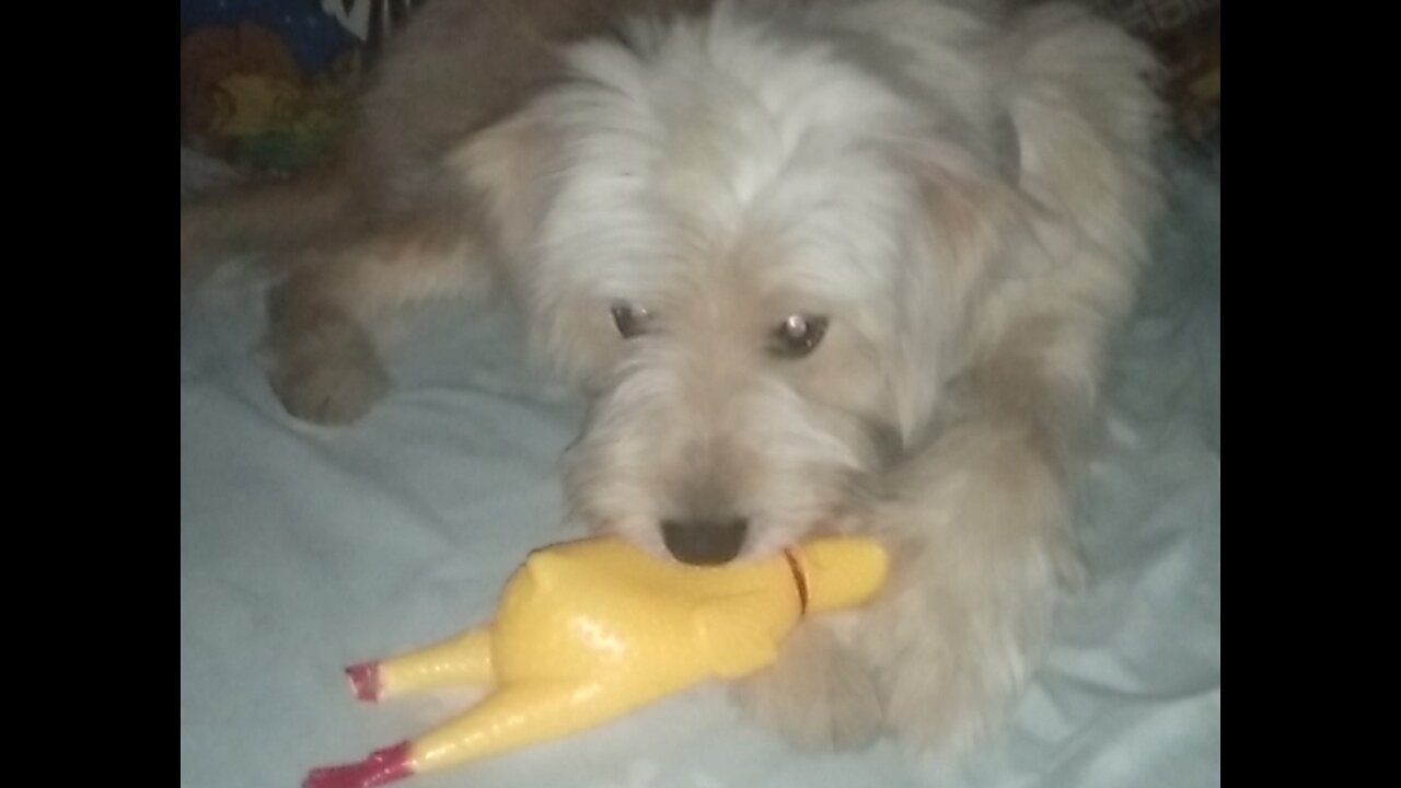 Cute Puppy Plays Her Chicken Toy