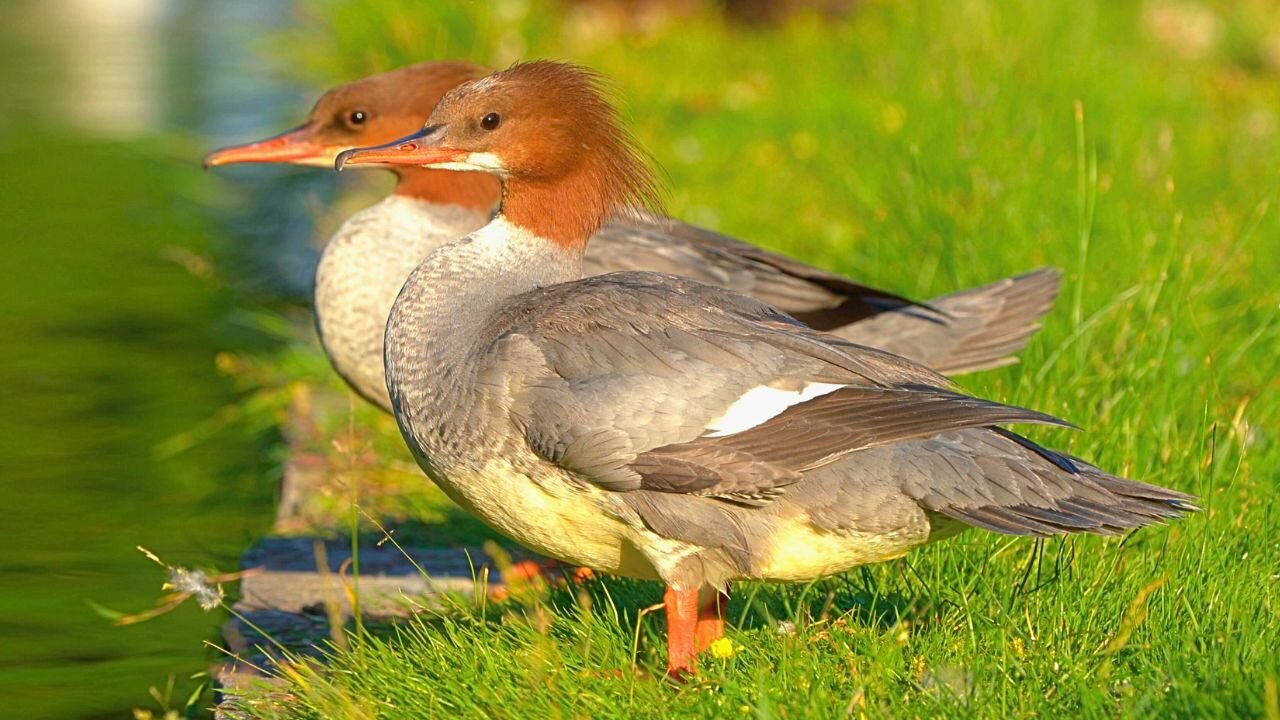 Two Goosander / Common Merganser Female Ducks Taking in the Sun by the Moat Pond.