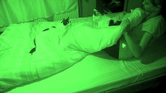 Lively Cats Play In Bed While Owner Is Sleeping