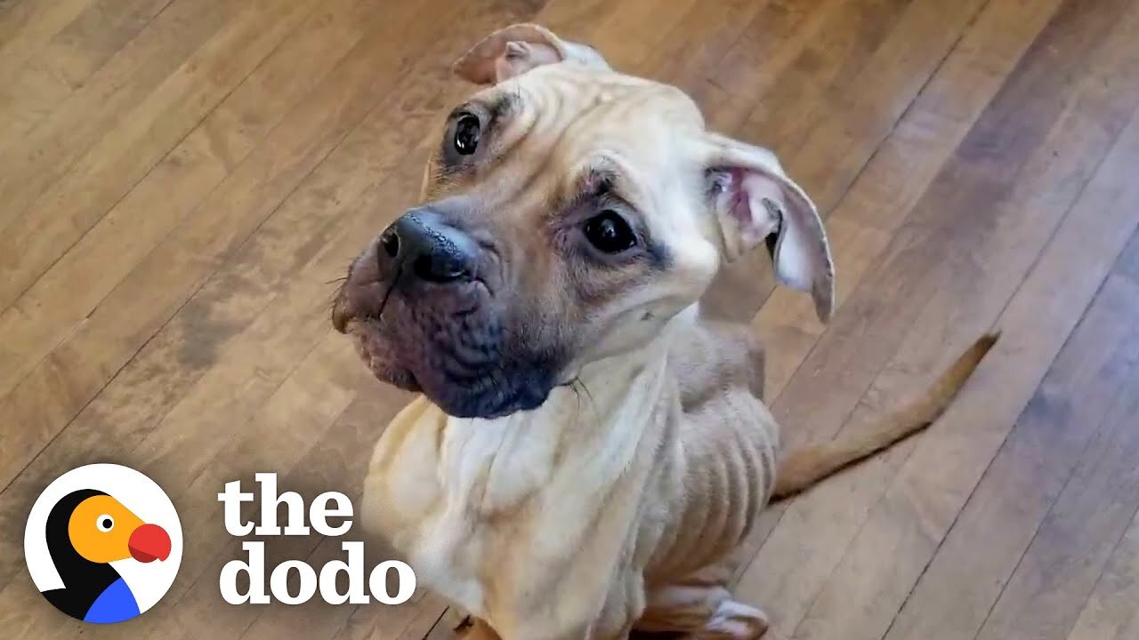 Skinny Pittie Found In An Alley In The Freezing Cold | The Dodo Pittie Nation