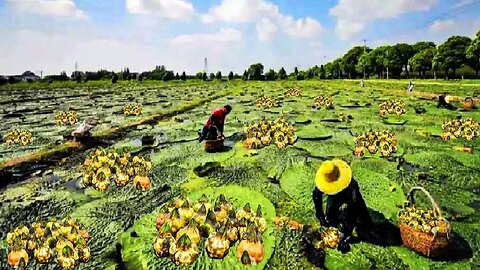 Water Lily Nuts Harvesting and Processing - How to Grow Fox Nuts (Makhana) - Water Lily Farm