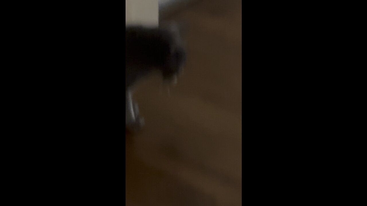 Cat vs Mouse