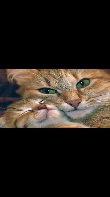 Protective mommy 😻😹❤️