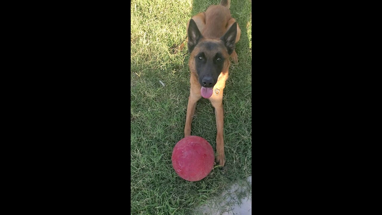 Malinois High Jump