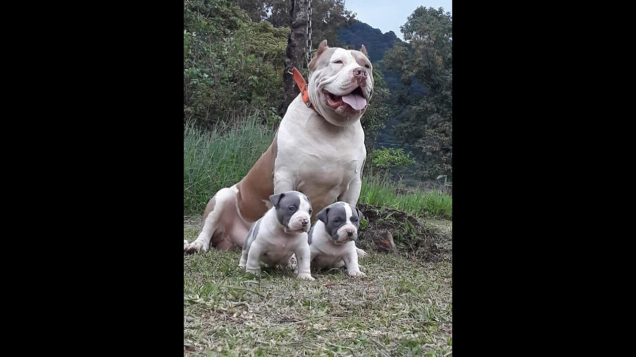 Perritos graciosos🤗🤗😂😂🤣🤣😻😻😍😍😻