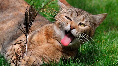 Let's go fishing funny cat with stick
