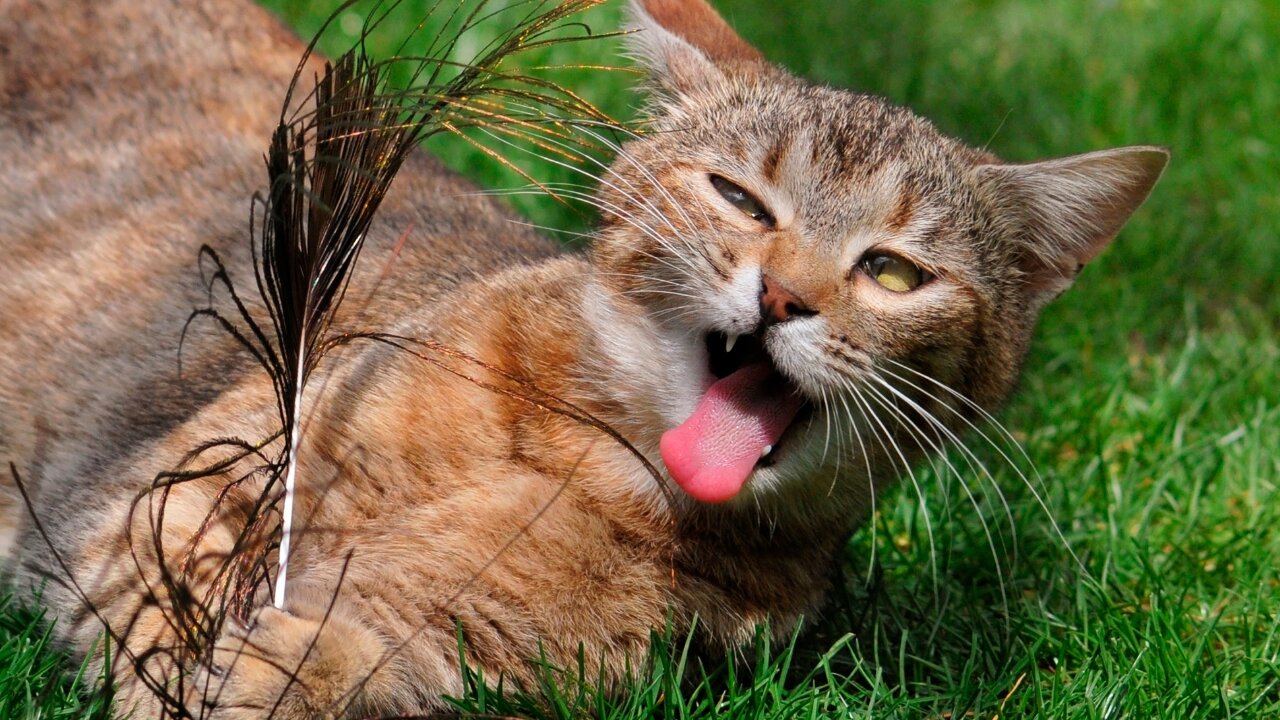 Let's go fishing funny cat with stick