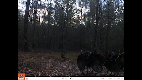 Turkeys starting to strut