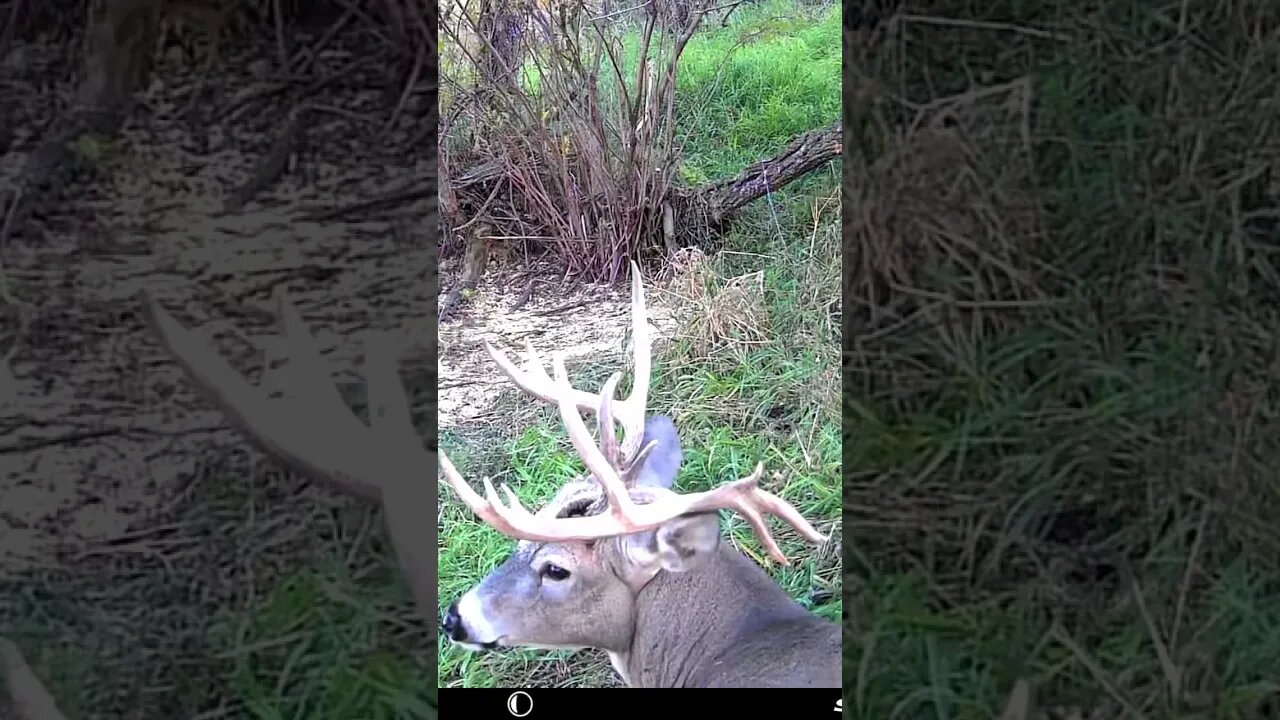 White Tail Buck.