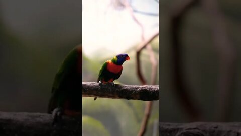 The Cutest animals Birts Lovely🦜🦃 Couple || #Shorts #shortsfeed #Youtubepets&_animals #animal