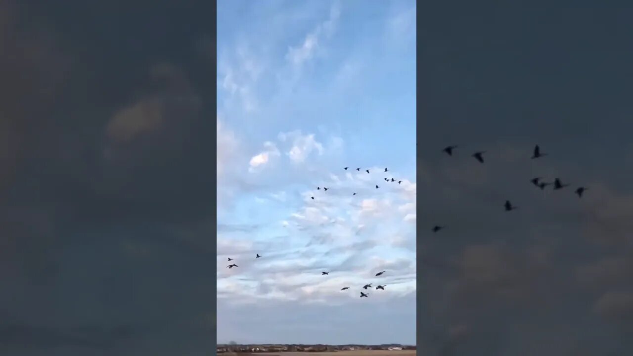 Geese Dropping into the Decoy Spread! #gooseseason #waterfowlhunting