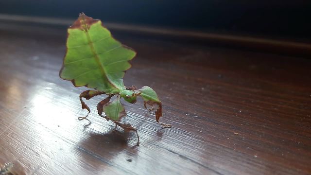 Take A Look As This Praying Mantis Shows Off Its Dance Moves