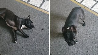 Pup has fun playing with blueberry before eating it