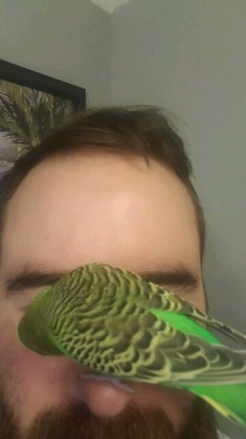 Parakeet lands on my nose and has a staring contest