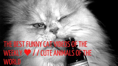 The Best Funny Cat Videos of the Weekly ♥ / / Cute Animals Of The World