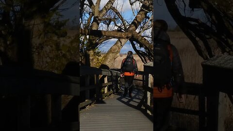 presqu'ile provincial park Marsh Boardwalk Hiking Trail #shorts #short #hiking #hikingadventures