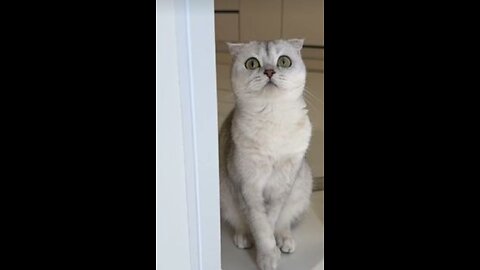 What was I hoping for?🥲 #cat #cats