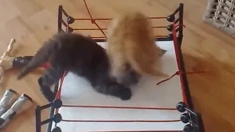 How would you caption this!? 😹💥🥊