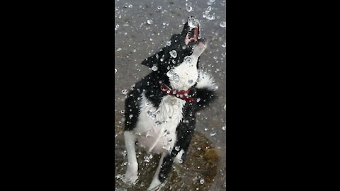 Dog fun in rain