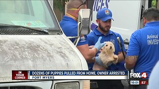 Dozens of puppies rescued from filthy home