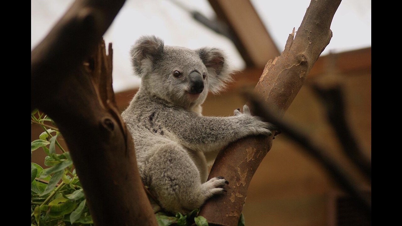 Top 10 Facts about Koalas 01