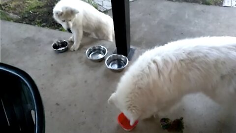 Jealous Puppy Hides Food Bowl From The Other Dogs