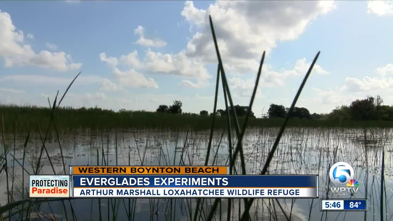 Everglades experiments in Western Boynton Beach