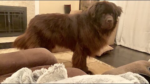 Needy Newfoundland acts out for attention
