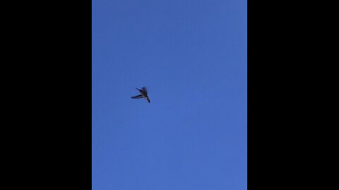 Flight of the hummingbird