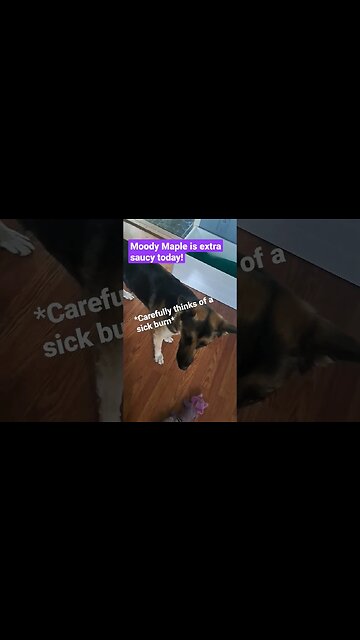 When Your Dog Is The Comeback Queen #cute #dog #dogmemes #doggo #shepsky #shortsvideo #shorts