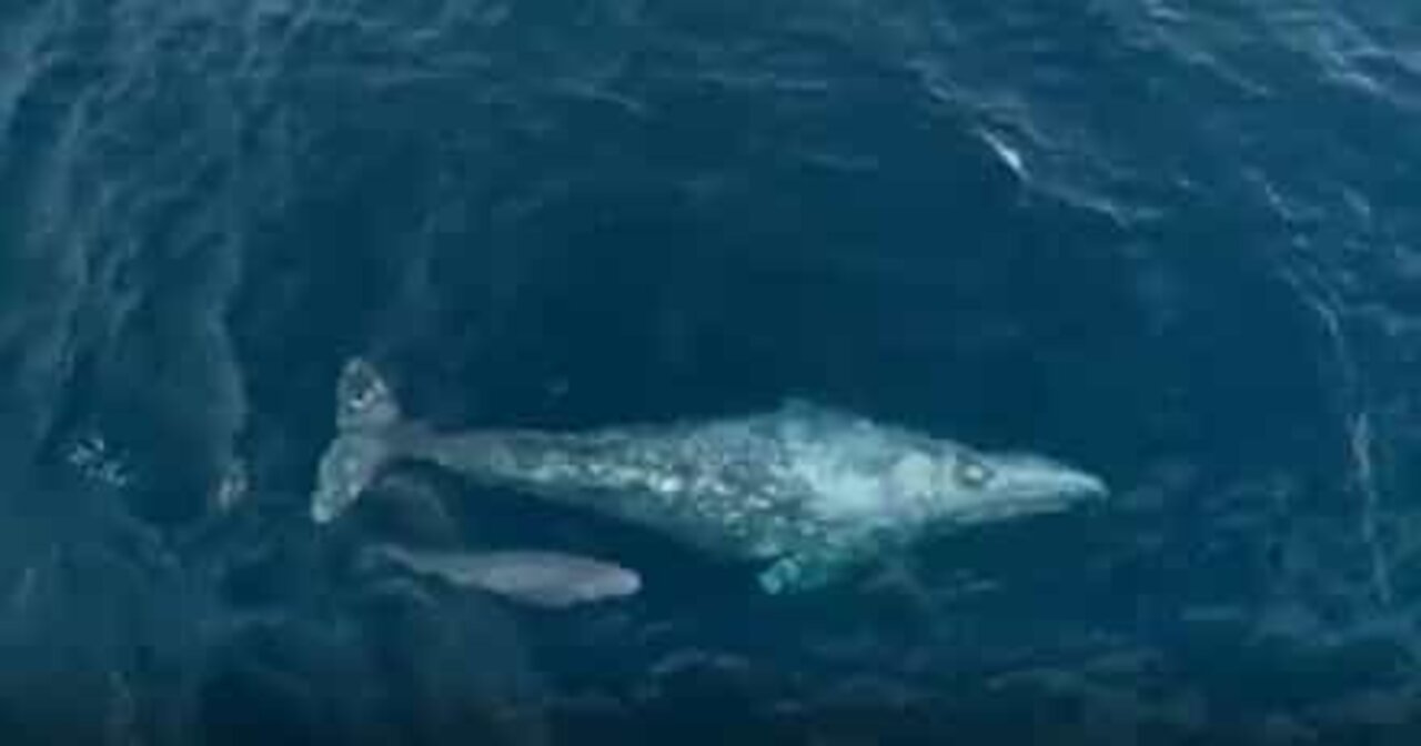 Gray whale and her calf filmed in California