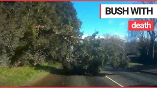 Teen driver was seconds from death when a massive tree was blown over in high winds