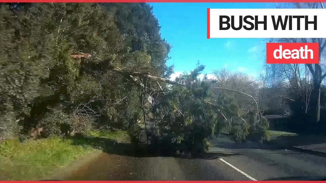 Teen driver was seconds from death when a massive tree was blown over in high winds