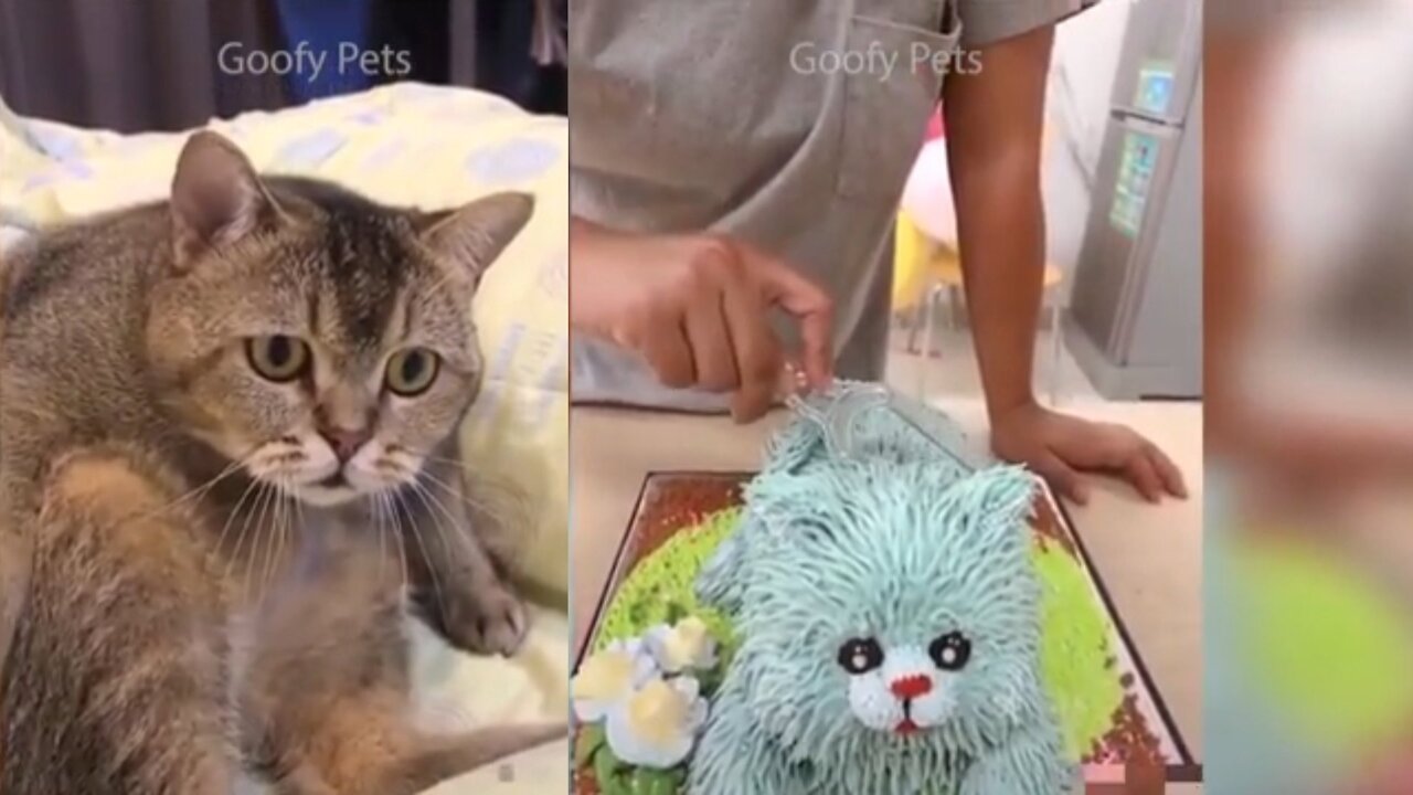 Cat Reaction to Cutting Cake - Funny Dog Cake , kupkoko