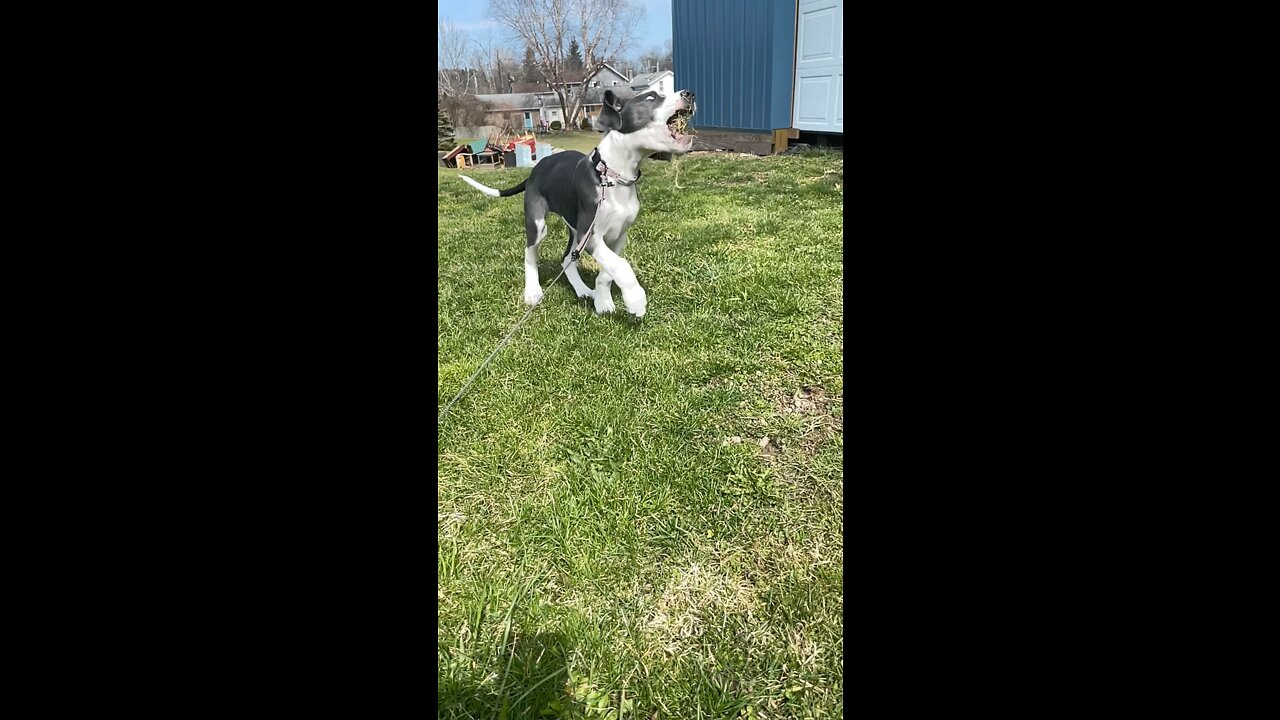 adorable great dane puppy in slow motion