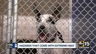 Extreme heat causes closure of Arizona Animal Welfare League