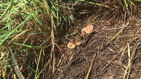 Amazing discover found under tall grass