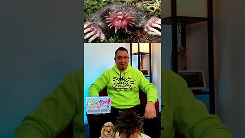Cinque Animali che Non Credevi Esistessero! - #SelzCuriosity #animali #creature