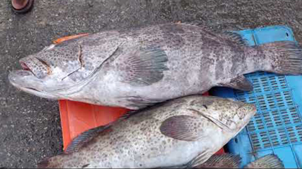 Chittsgong Fisheryghat Sea fish market Visiting