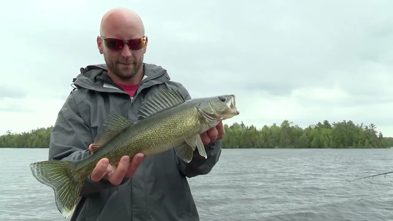 Great Walleye and Pike on Lake Kabetogama