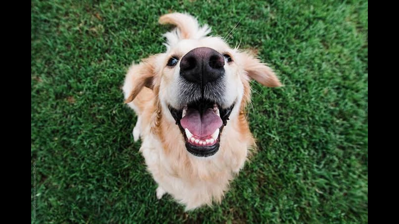 My Golden Retriever 5 minutes Reaction when I reached Home