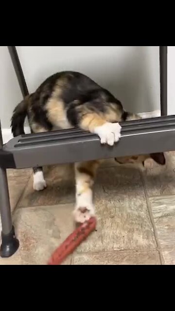 Kitten Can't Stop Playing With A Tasty Hot Dog