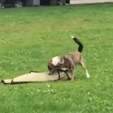 Playful Puppy Steals Picnic Mat Thinking It's A Toy