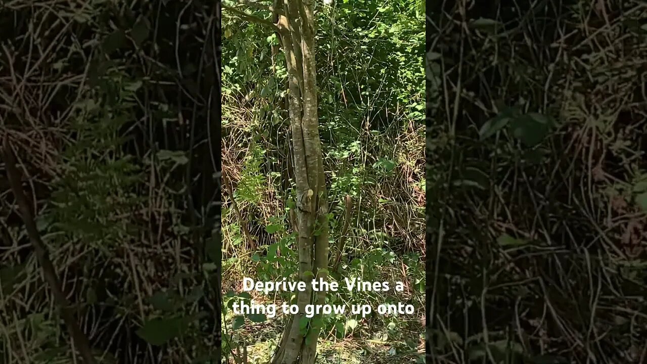 Camp SunEEKey - Deprive the Pest a host - Blackberry Wars
