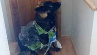 Cão apanhado em flagrante depois de espalhar lixo pela casa