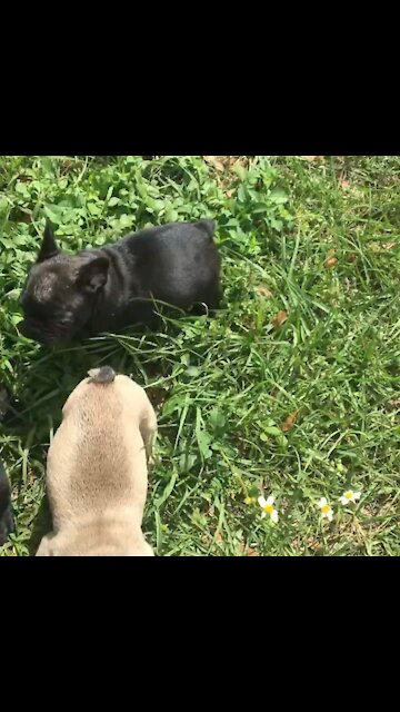The Running of the Bulls, Frenchie style! Cute!