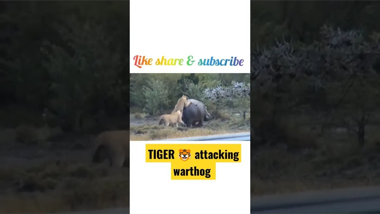 Tiger attacking warthog ¢ #shorts #youtubeshorts